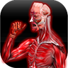 Muscular Anatomy 醫療 App LOGO-APP開箱王