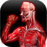 Muscular Anatomy LOGO-APP點子