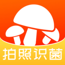 菌窝子-蘑菇识别