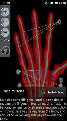 免費下載醫療APP|Muscular Anatomy app開箱文|APP開箱王