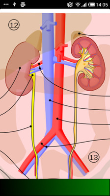 【免費醫療App】Anatomy Guide-APP點子