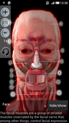 免費下載醫療APP|Muscular Anatomy app開箱文|APP開箱王