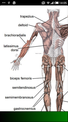 【免費醫療App】Anatomy Guide-APP點子