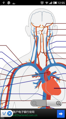 【免費醫療App】Human Anatomy-APP點子