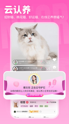 附近有喵-流浪猫爱心送养平台