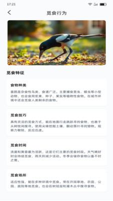 喜鹊福星