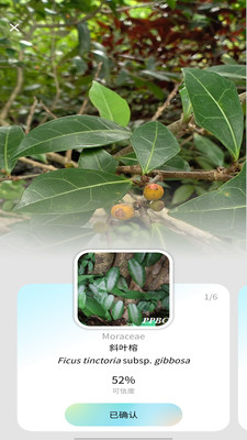 花伴侣专业版-植物智