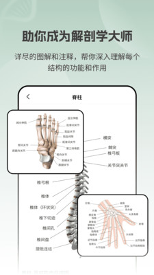 解剖模型Body