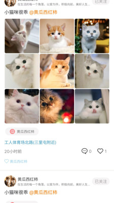 九猫-AI猫咪社区