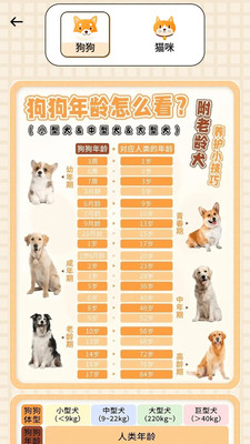 布偶萌宠