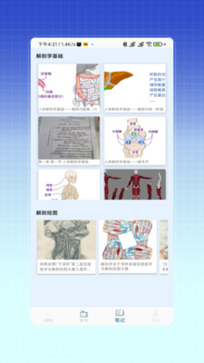人体解剖