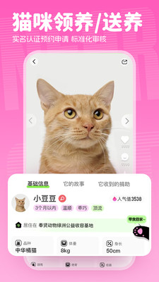 附近有喵-流浪猫爱心送养平台