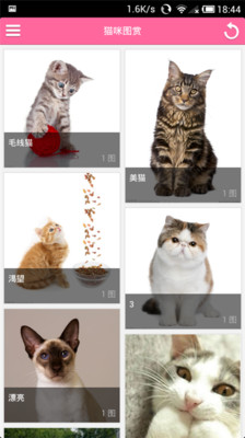 【免費生活App】家有萌猫-APP點子