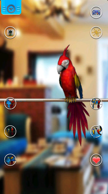 【免費娛樂App】Talking Parrot Couple Free-APP點子