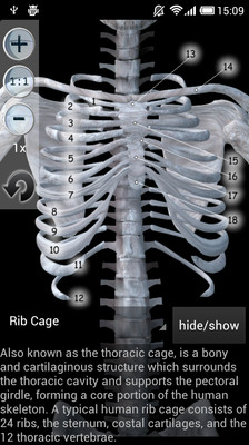 【免費醫療App】Human Bones lite-APP點子