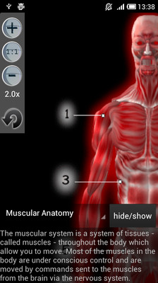 免費下載醫療APP|Muscular Anatomy app開箱文|APP開箱王