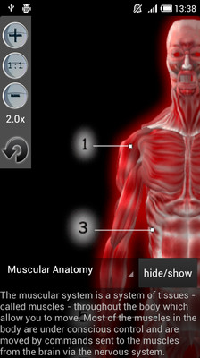 【免費醫療App】Muscular Anatomy-APP點子