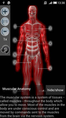 免費下載醫療APP|Muscular Anatomy app開箱文|APP開箱王