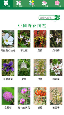 中国野花图鉴