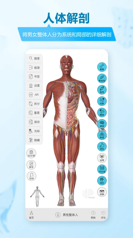 维萨里3D解剖