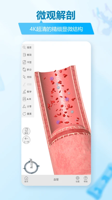 维萨里3D解剖