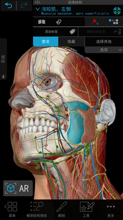 3D人体解剖