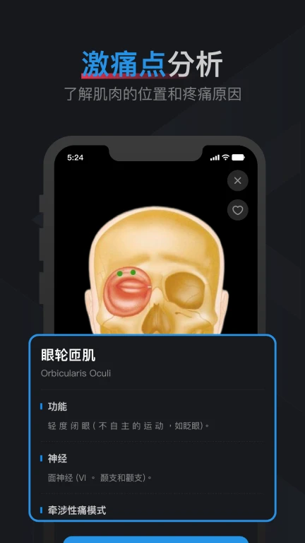 肌肉激痛点图谱