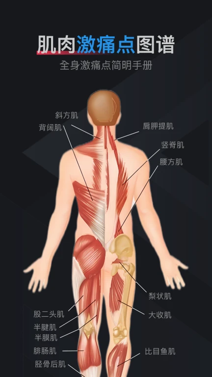 肌肉激痛点图谱