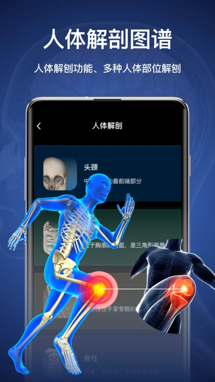 3d人体模型