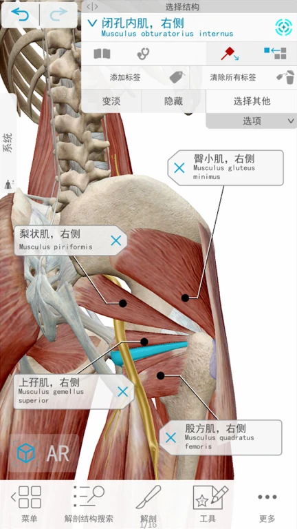3D人体解剖